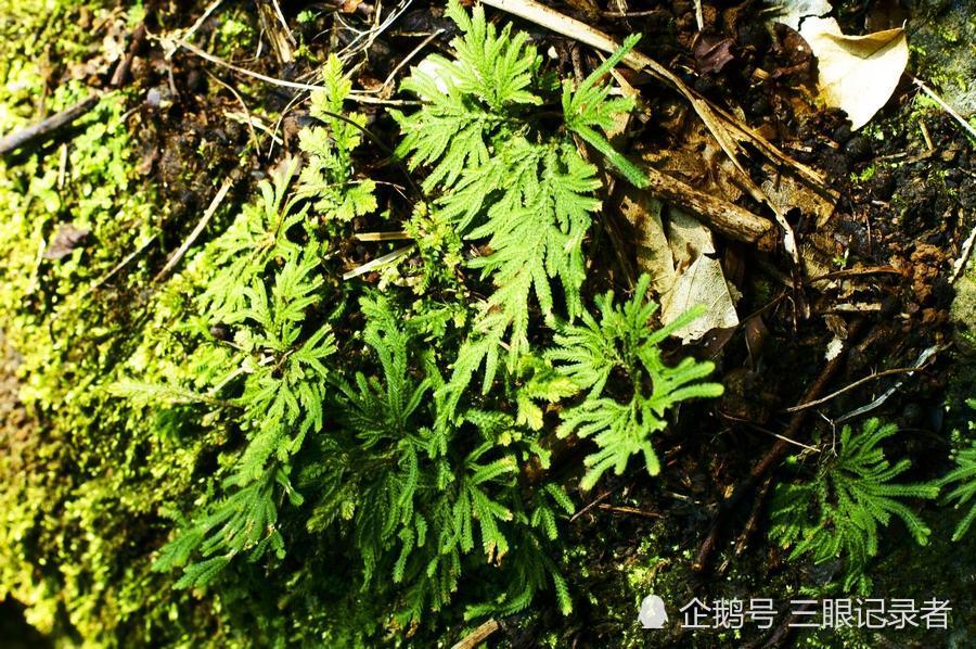 别名为九死还魂草,石柏,岩柏草,黄疸卷柏.