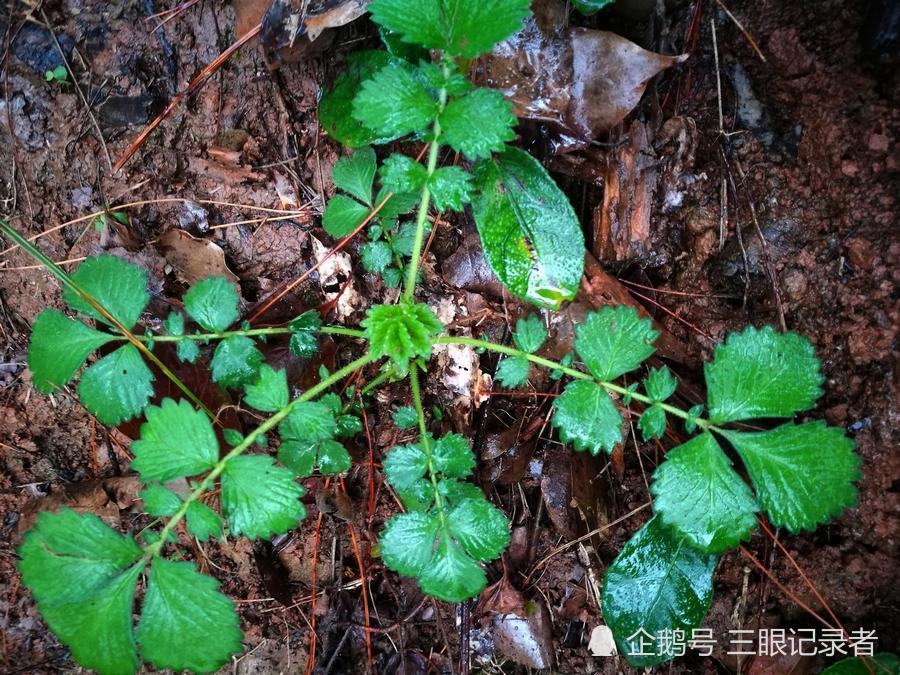 这草名叫"仙鹤草",别名为金顶龙牙,龙芽草,狼牙草等.为蔷薇科植物.