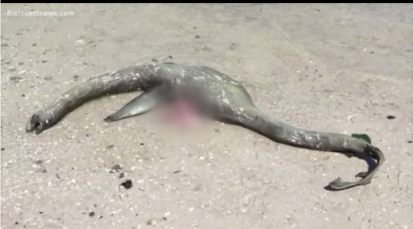 美国海滩现1.2米长神秘生物 有人怀疑是尼斯湖水怪