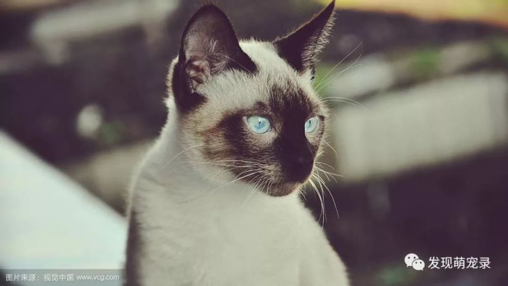 福利 常见的10种猫以及他们的性格 粘人程度 看点快报