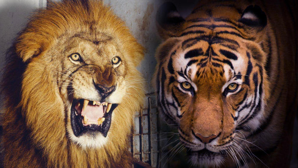 狮子与老虎相比,哪个在外形上来说更加威武帅气?
