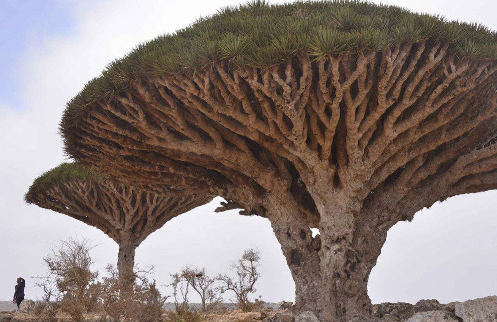 世界上最长寿的树是龙血树.