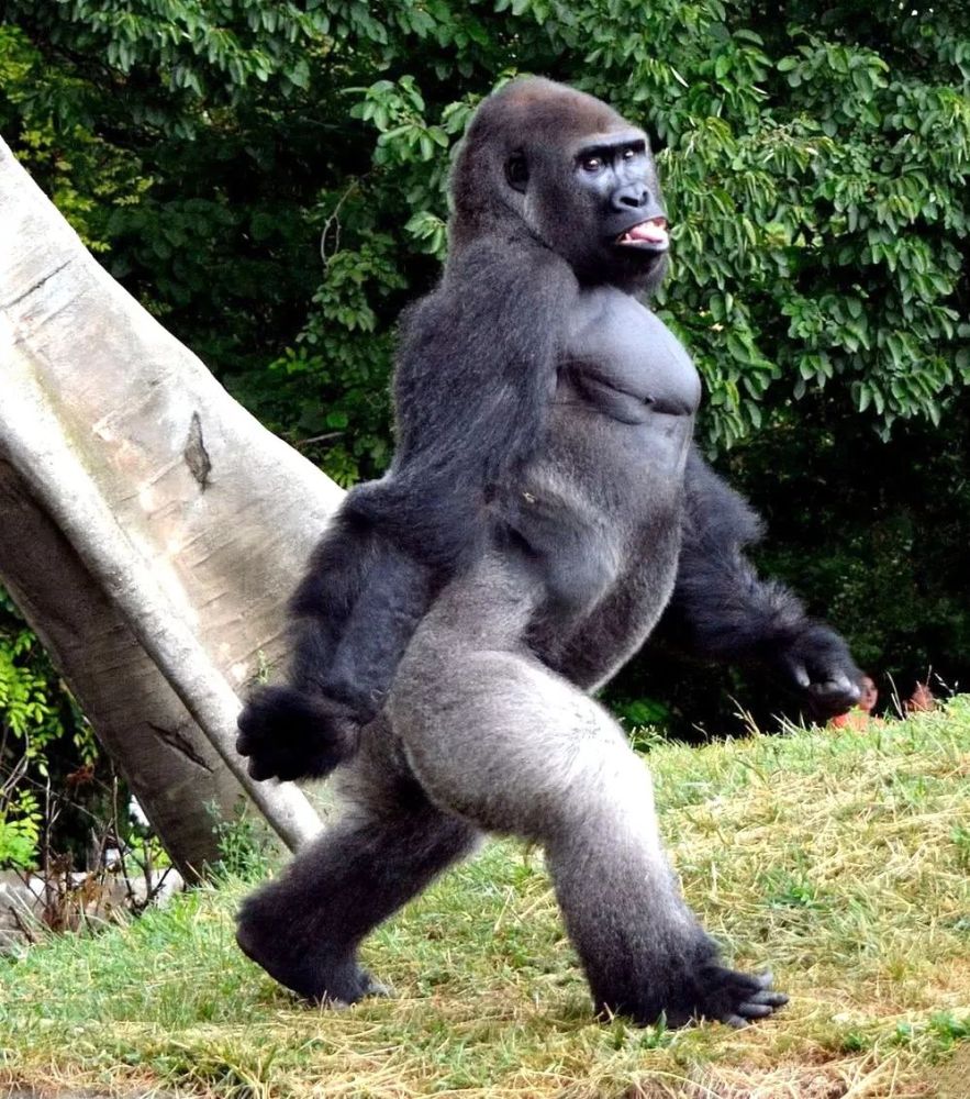 黑猩猩有洁癖?为不弄脏食物这样走路,笑哭游客