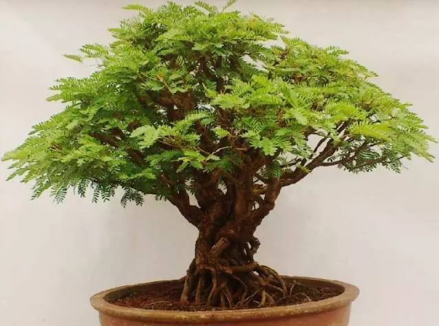 公公在家制作合欢树盆景,盛开时美极了,引得左邻右舍排队围观!