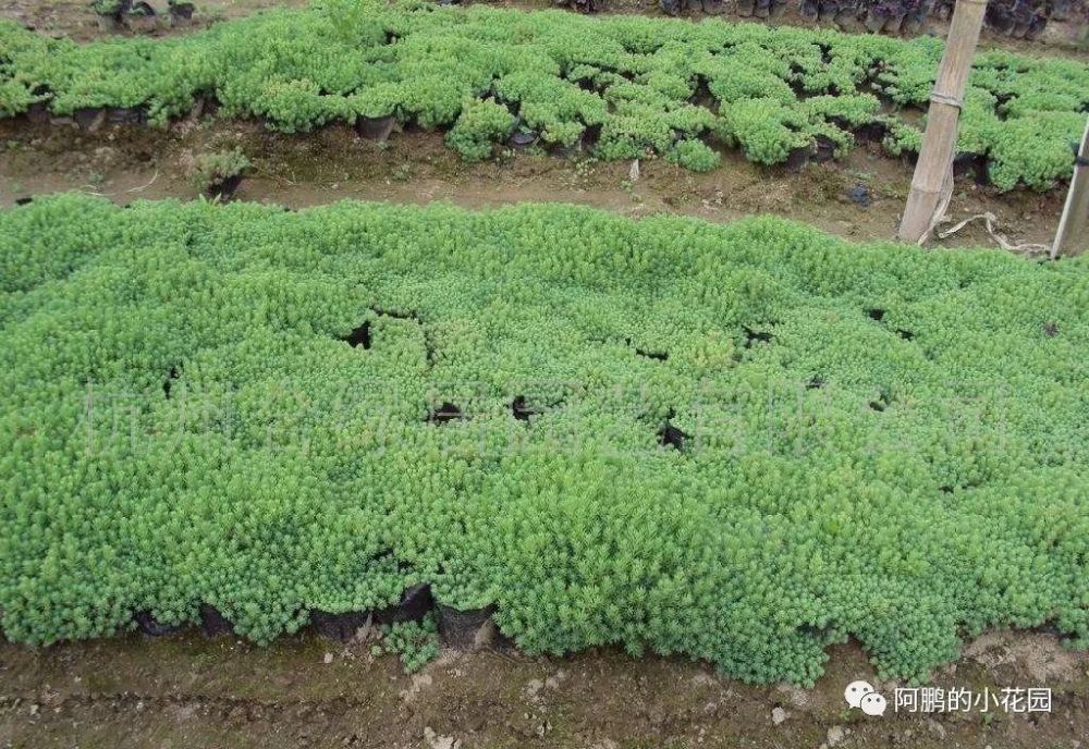 金叶佛甲草(黄金景天,绿叶佛甲草,万年薄雪草(中华景天,垂盆草,胭脂