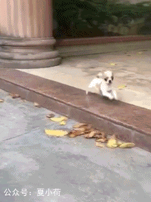 搞笑gif趣图:真正的兄弟,能在5000米长跑中给你一根烟