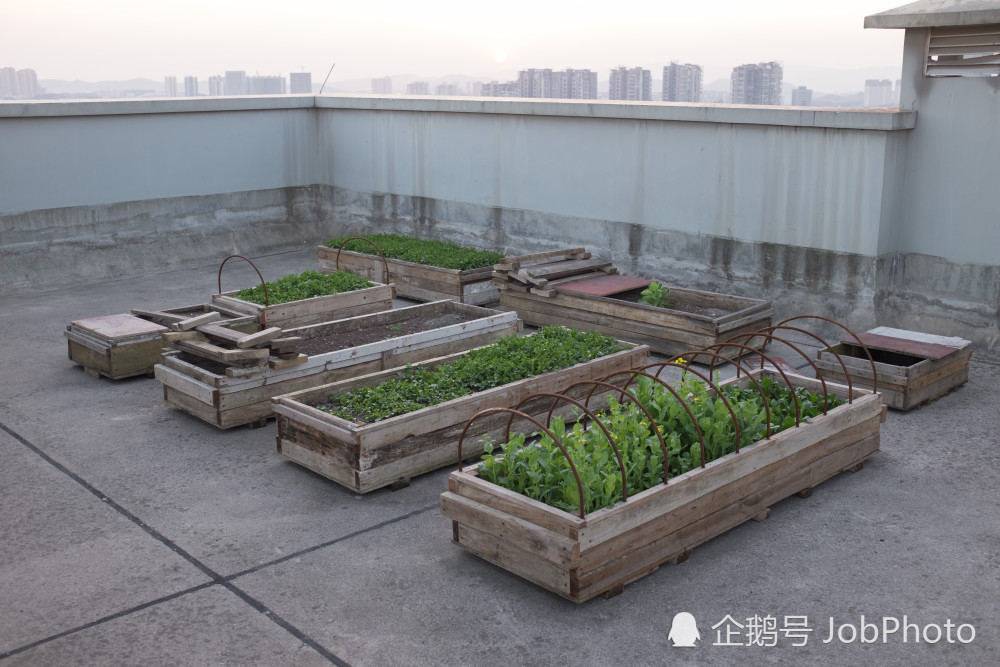 谁说城里人不会种菜?高层居民楼顶现"空中菜园"