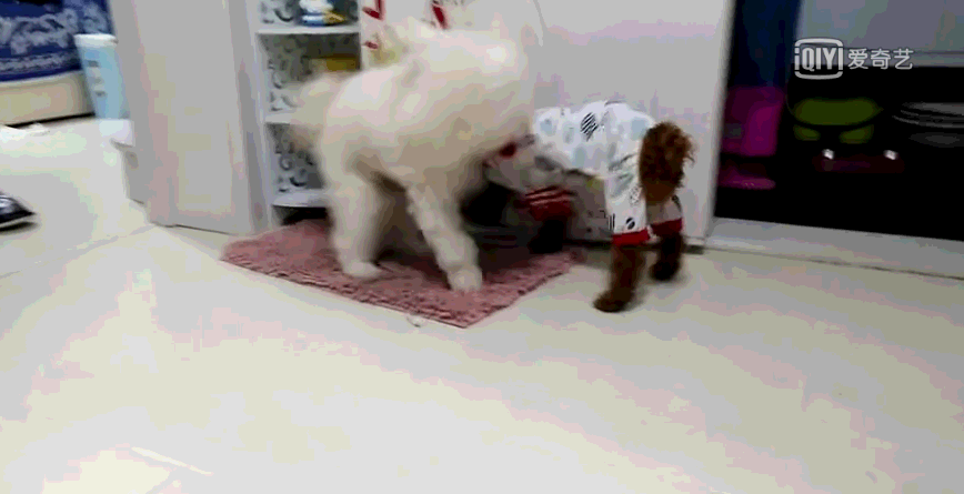泰迪穿了比熊的衣服,比熊一言不合,上去