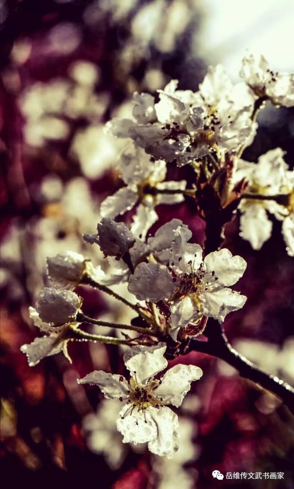 一枝梨花带雨香
