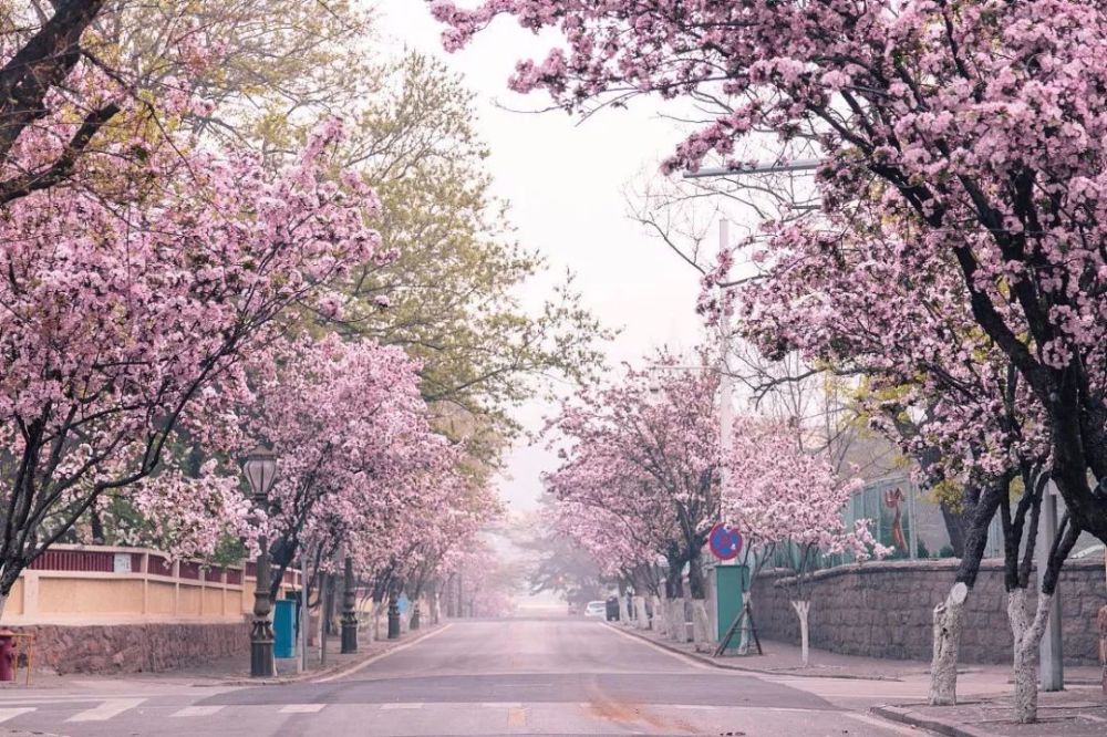 青岛大学"樱花纪念戒指",浪漫樱花毕业季,铭记美好青大时光