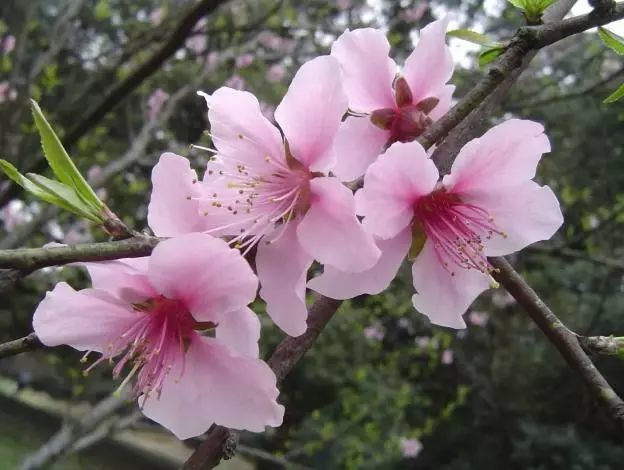 3分钟学会区分梅花,桃花,樱花,杏花,梨花