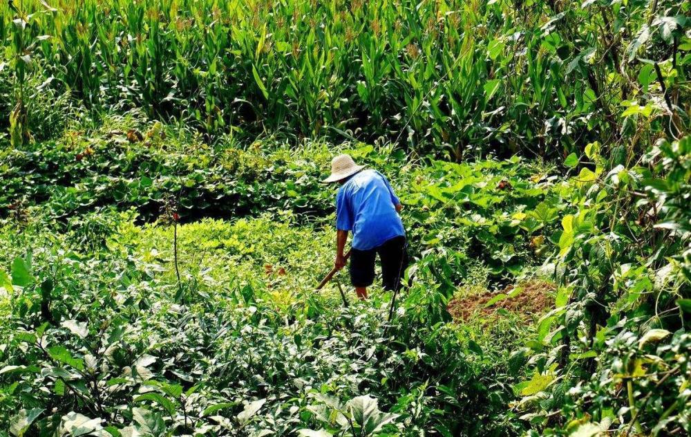 国家照顾农民生活,出台低保政策,但这种情况将