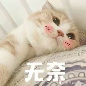 可爱的喵星人表情包,接好了