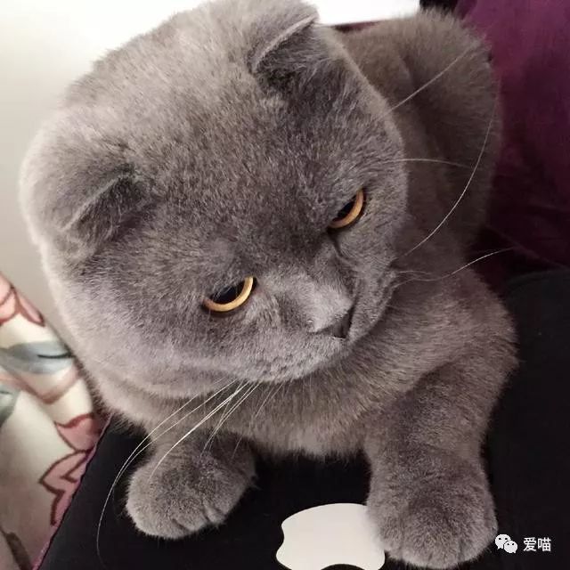 明明长着灰色的毛为什么要叫蓝猫 看点快报