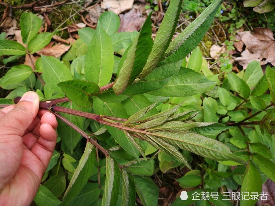 乡村荒野间一种可以接骨疗伤的草,人们称其为"接骨草"