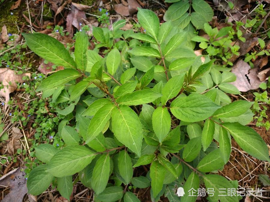 乡村荒野间一种可以接骨疗伤的草,人们称其为"接骨草"