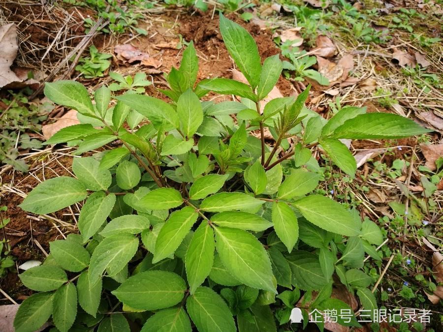 乡村荒野间一种可以接骨疗伤的草,人们称其为"接骨草"