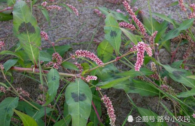 水蓼,水胡椒,农村野草,农村草药