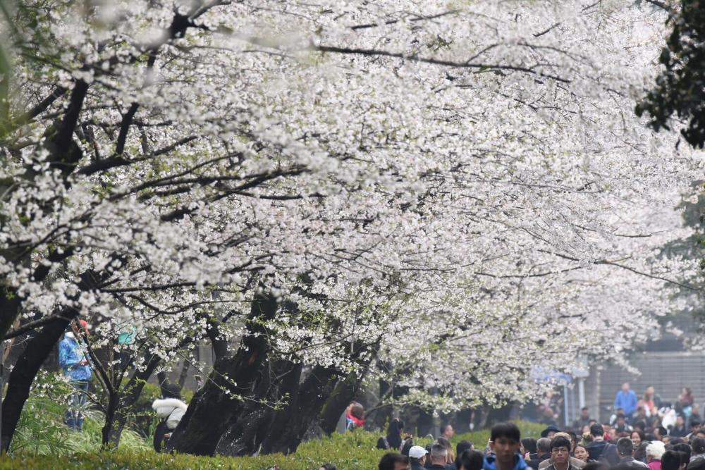 武汉大学樱花对外开放 现场人山人海