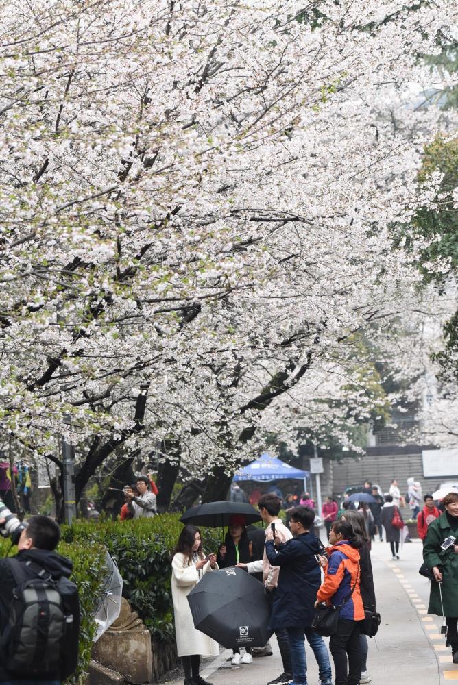 武汉大学樱花对外开放 现场人山人海