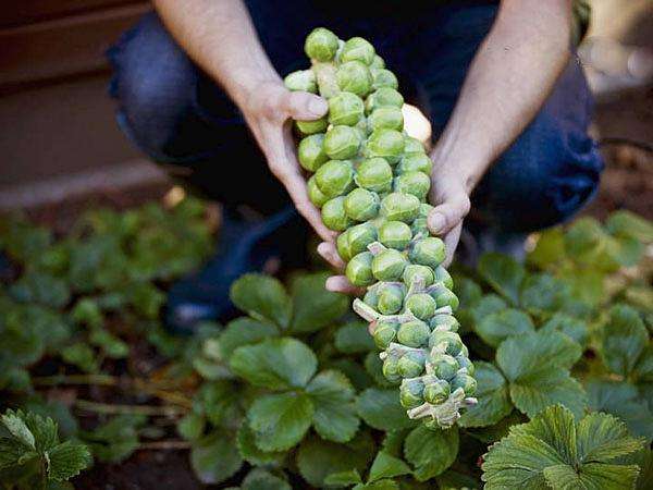 农村一种大型蔬菜,长得像葡萄,味道有点苦,常
