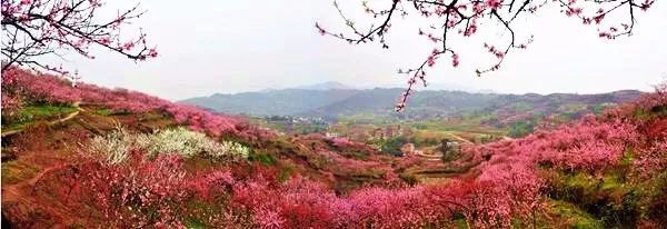 赏桃花不用远行 汉丰湖畔怒放的桃花一饱眼福