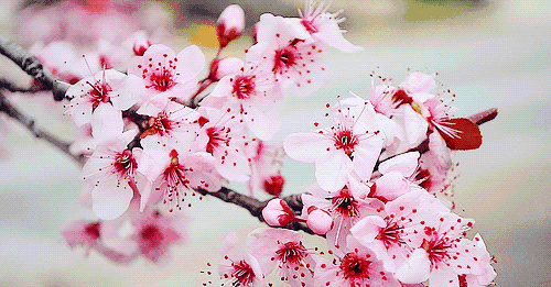 壁纸 花 桌面 500_261 gif 动态图 动图