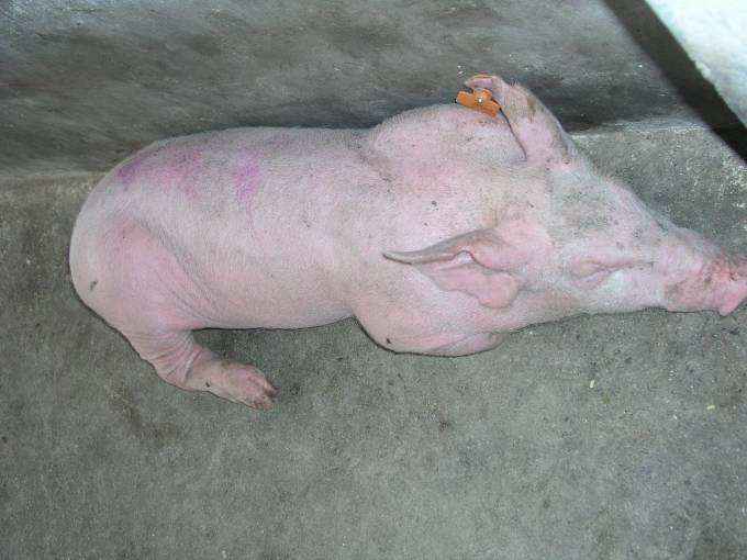 猪瘟的症状有哪些,我们该如何预防和治疗猪瘟病?
