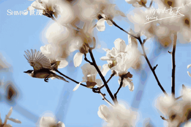 逢春不做乐,但恐是痴人