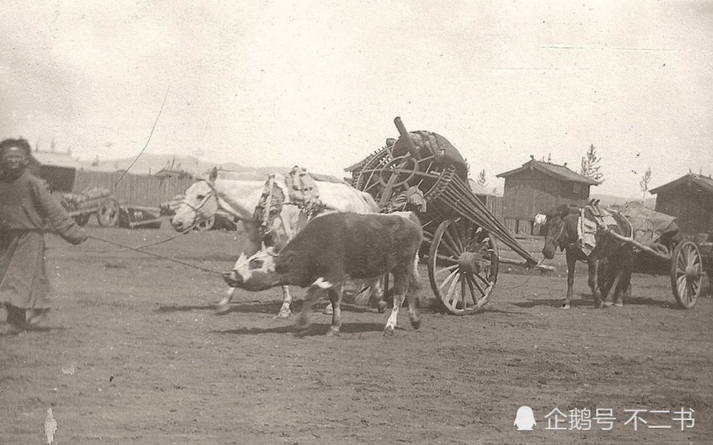 照片拍摄于1925年,正在用牛车拉运货物的蒙古人.