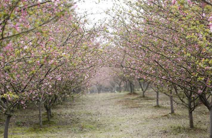 共有日本樱花,红叶樱花,云南樱花,染井吉野,松月,普贤象,郁金樱等近百