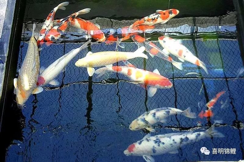 锦鲤鱼蹭缸——锦鲤常见病的症状及治疗措施