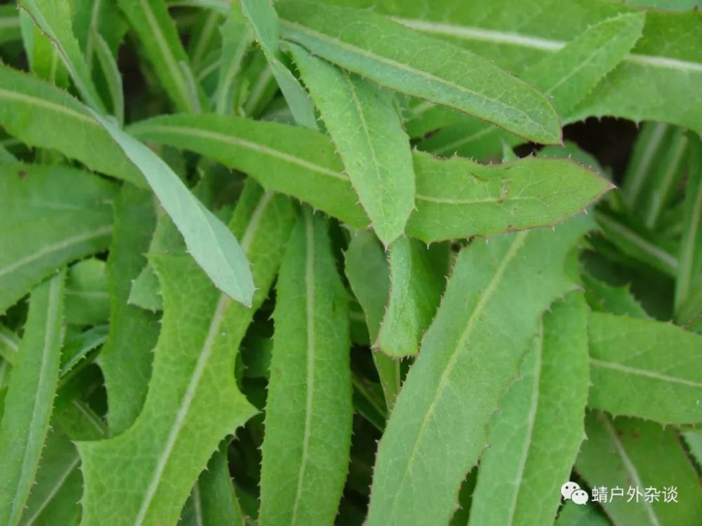 菊科 苦苣菜属 巨荬菜