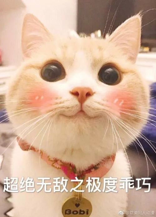 "我超乖"——网红猫皮皮波