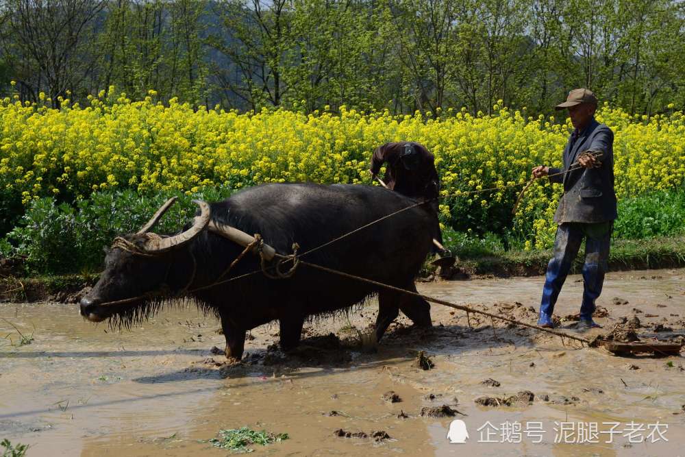 同样是60岁,城市老人散步下棋,农村老人仍下地干活,什么原因