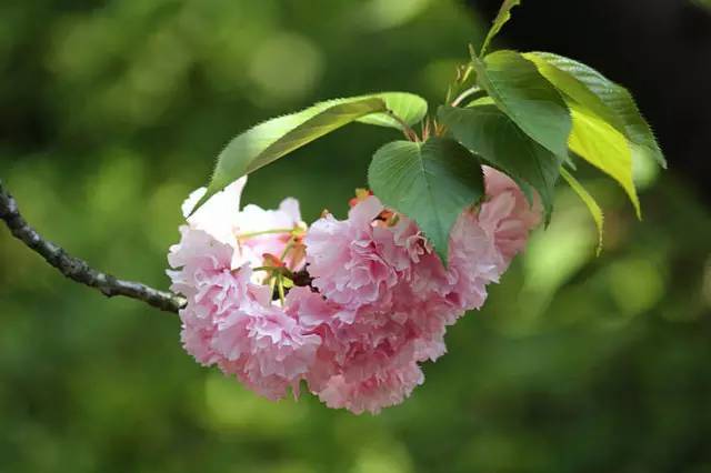 等春暖花开时,我们一起去武汉看樱花