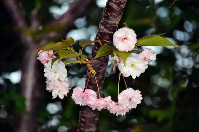 等春暖花开时,我们一起去武汉看樱花