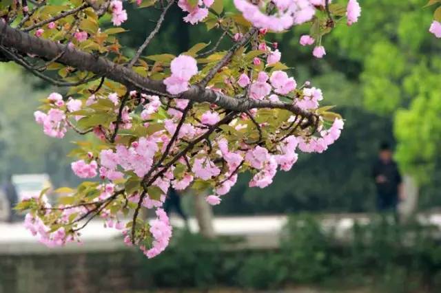 等春暖花开时,我们一起去武汉看樱花