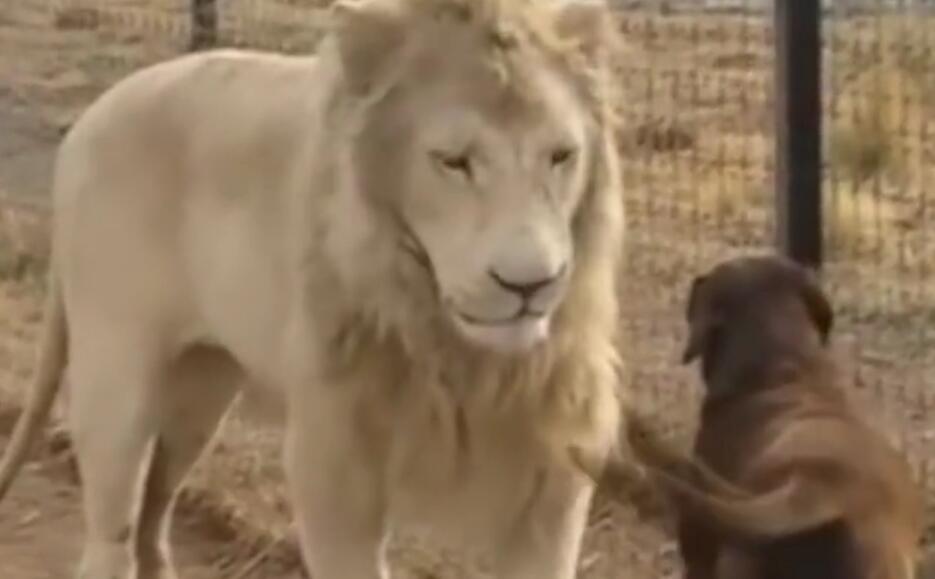 雄狮与狗子相遇,四目相对后,结果让人大跌眼镜