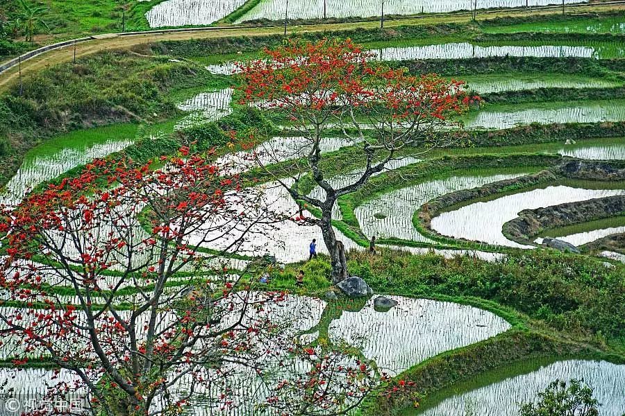 季节 | 春天开的木棉花、樱花、海棠花…哪个才
