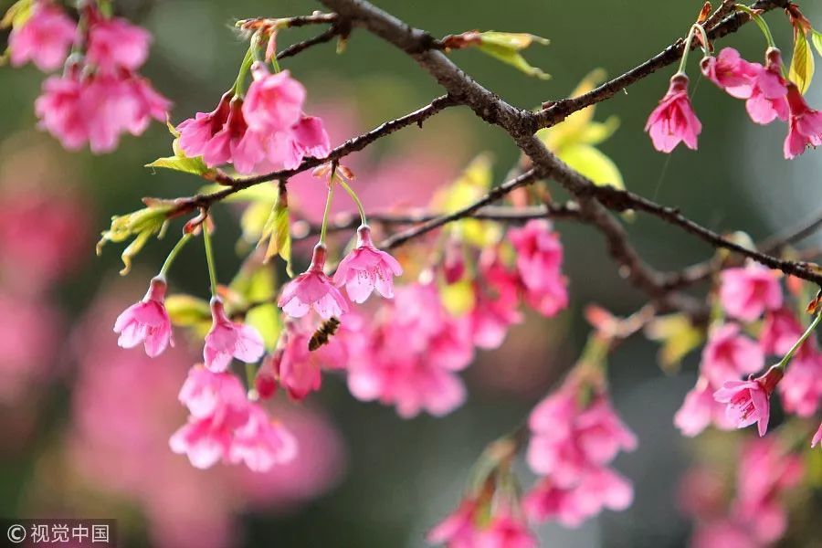 季节 | 春天开的木棉花、樱花、海棠花…哪个才
