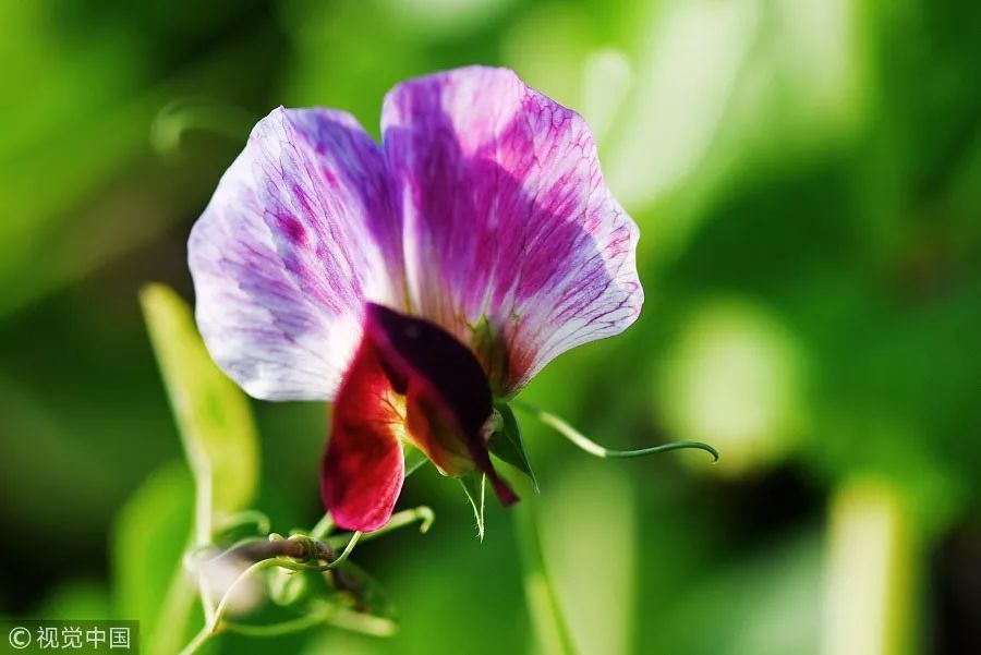 季节 | 春天开的木棉花、樱花、海棠花…哪个才