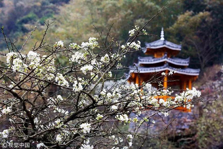 季节 | 春天开的木棉花、樱花、海棠花…哪个才