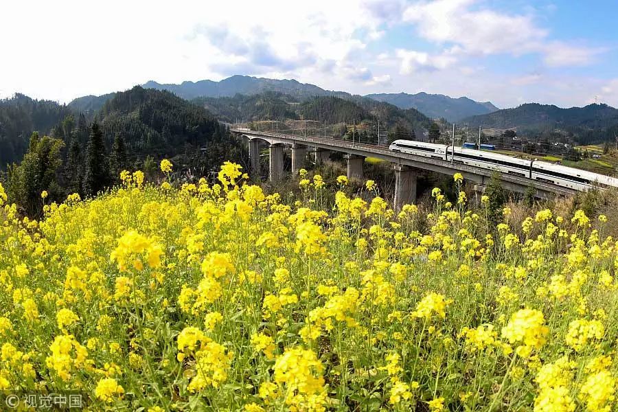 季节 | 春天开的木棉花、樱花、海棠花…哪个才