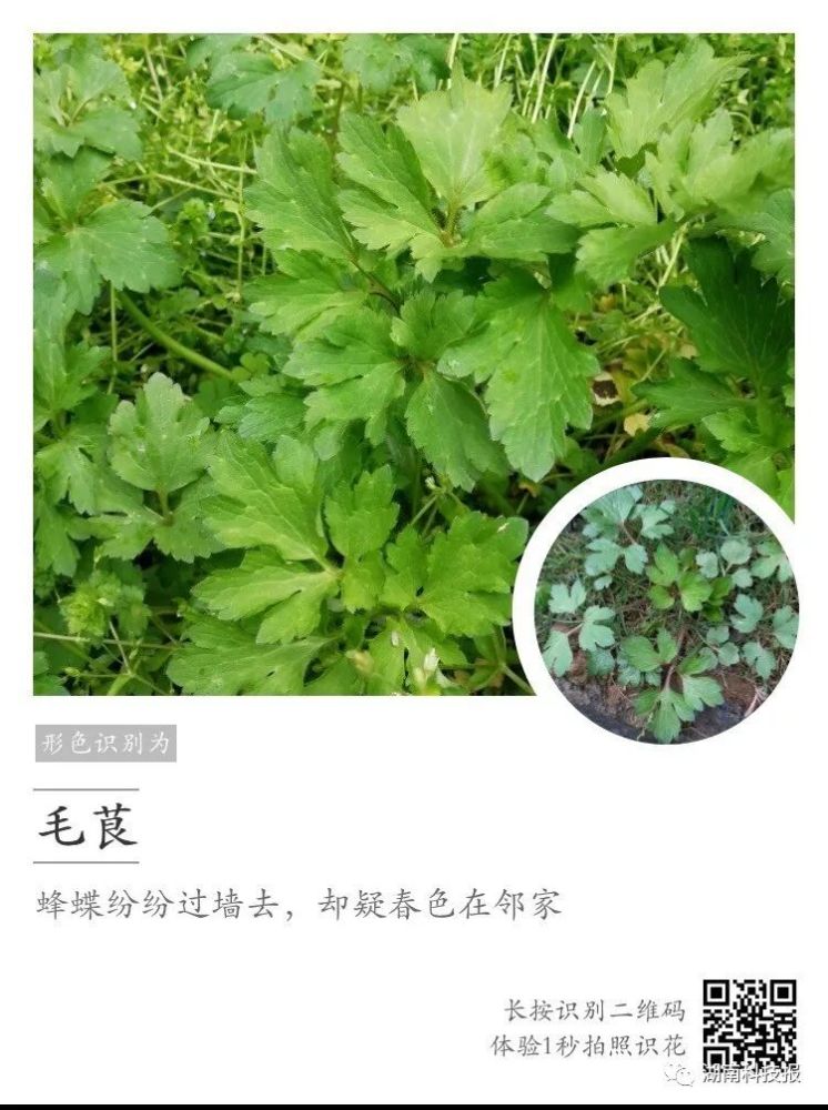 这些常见有毒"野菜",请擦亮眼睛认清了,小心误吃丧命