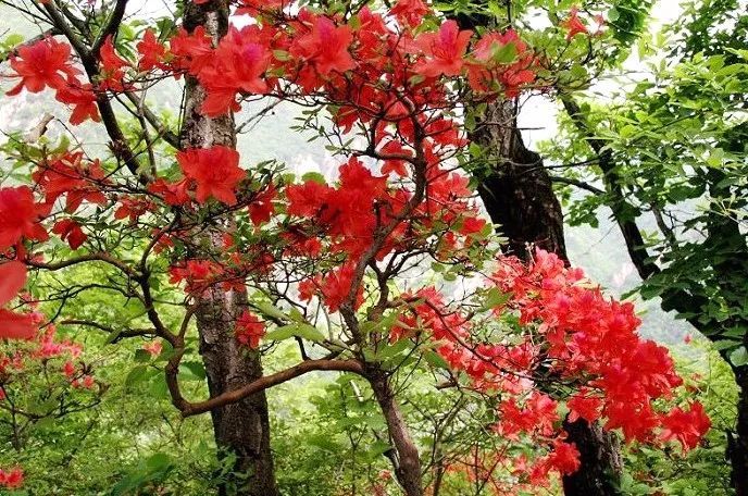 一片红红火火,杜鹃花开满山红,静待你来