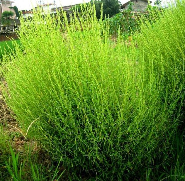 地肤草
