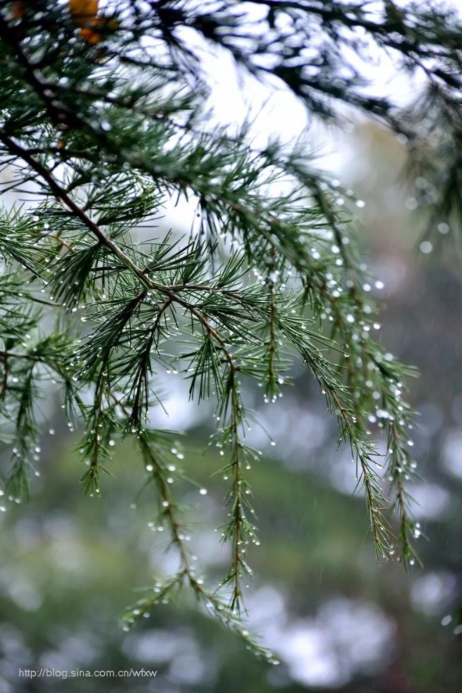 毛毛细雨中的虞河早春