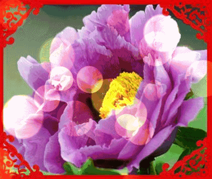 浓浓的真情 传递我诚挚的祝愿 深深的祝福 送上我美好的心意 大年初九