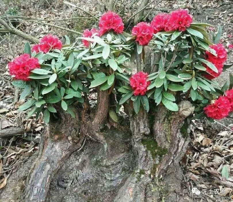 表哥去年挖的马缨花树桩,今年花满桩头,方法有四点